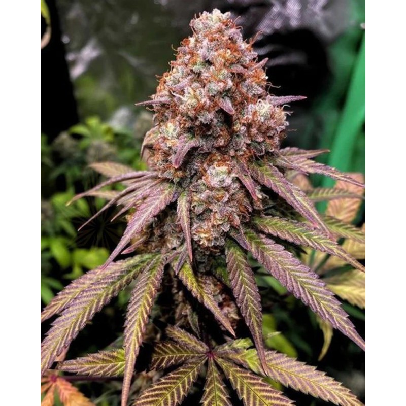 Shivas Soul 6 semi - Trichome Jungle Seeds