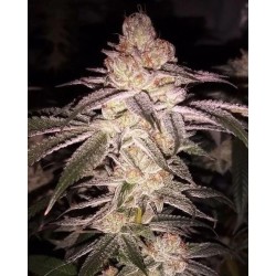 Cherry Soul 6 semi - Trichome Jungle Seeds