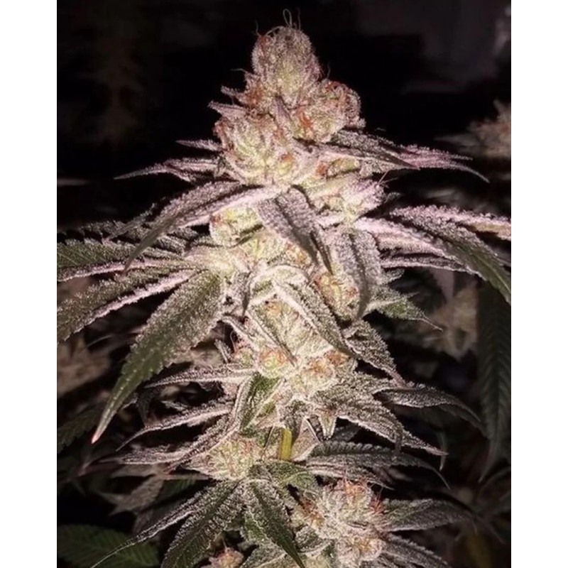 Cherry Soul 6 semi - Trichome Jungle Seeds