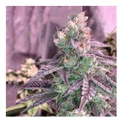 Rose Soul 6 semi - Trichome Jungle Seeds