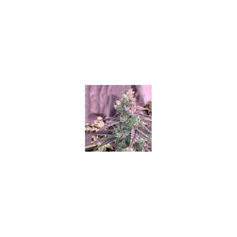 Rose Soul 6 semi - Trichome Jungle Seeds