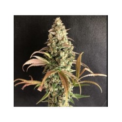 Sour Fusion 6 semi - Trichome Jungle Seeds