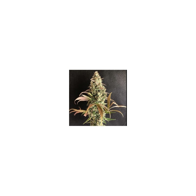 Sour Fusion 6 semi - Trichome Jungle Seeds