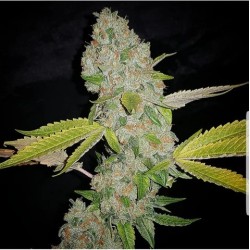 Tropical Orange Soul 6 semi - Trichome Jungle Seeds