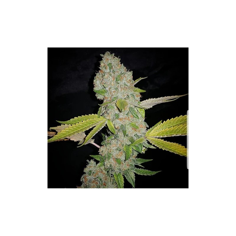 Tropical Orange Soul 6 semi - Trichome Jungle Seeds