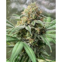 Pineapple Soul 6 semi - Trichome Jungle Seeds