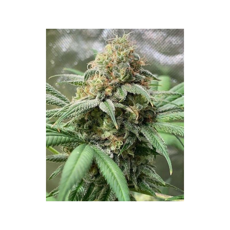 Pineapple Soul 6 semi - Trichome Jungle Seeds