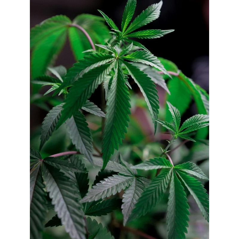 HOTLANTA (NINE WEEK HARVEST) TALEA ORNAMENTALE