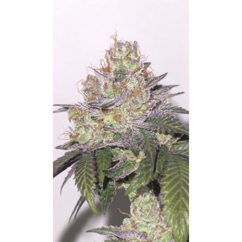 HIPPIE TEARZ (AFICIONADO HUMBOLDT) - TALEA RARA ORNAMENTALE