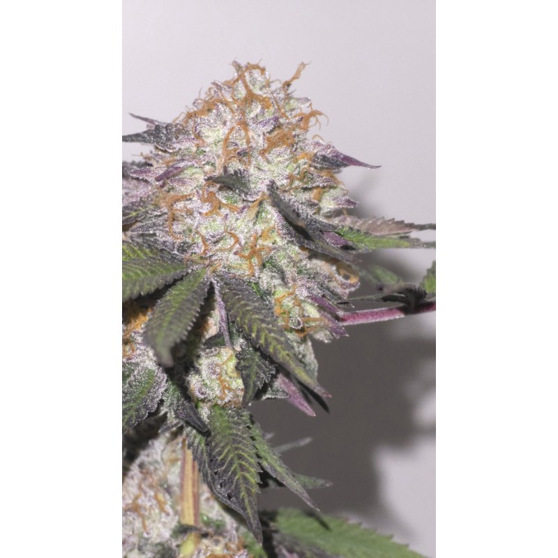 HOTLANTA (NINE WEEK HARVEST) TALEA ORNAMENTALE