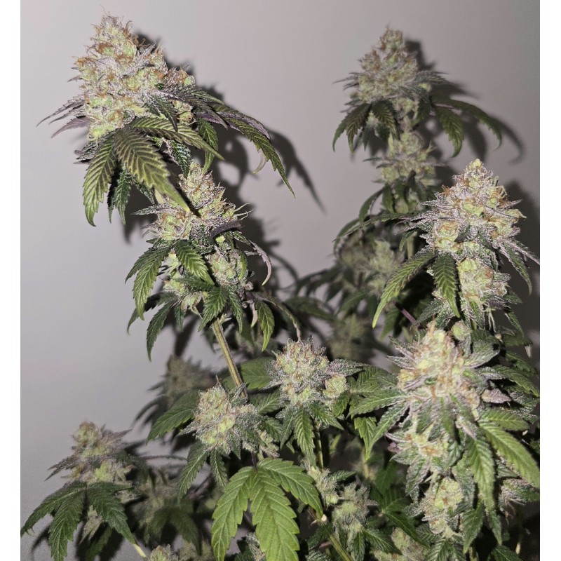 HIPPIE TEARZ (AFICIONADO HUMBOLDT) - TALEA RARA ORNAMENTALE