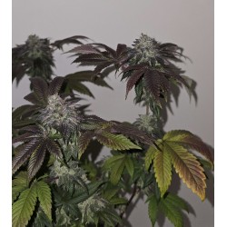 RS54 X COFFIN CANDY - DOJA - TALEA RARA ORNAMENTALE