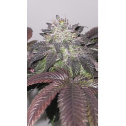 RS54 X COFFIN CANDY - DOJA - TALEA RARA ORNAMENTALE