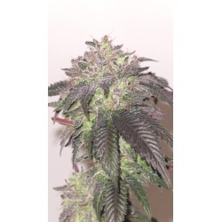 Combo 2 talee viola (DOJA + NINEWEEK)