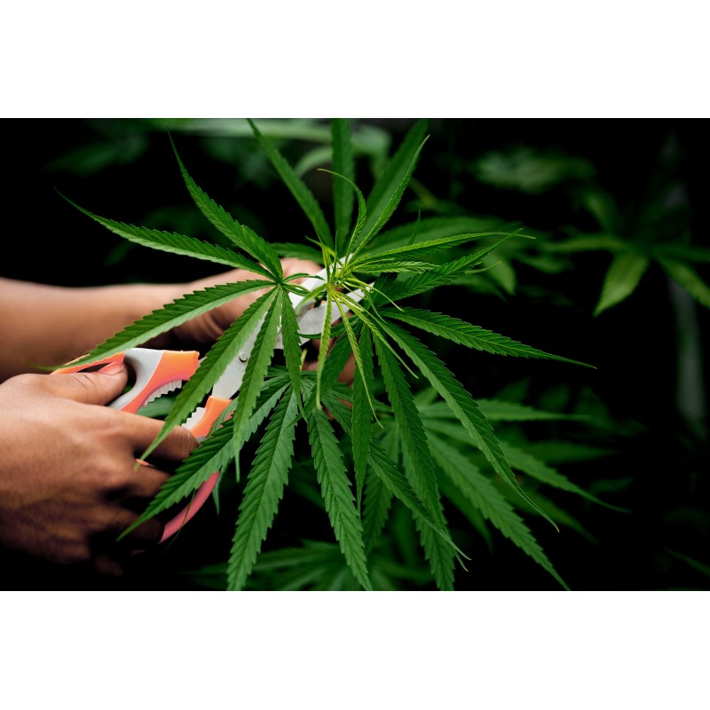 Corso Base – Fisiologia Vegetale della Canapa: Studio a 360°