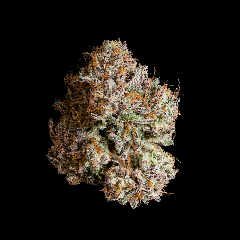 WIZARD TREES - OBSIDIAN