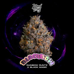 WIZARD TREES - BLACKBOW
