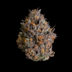 WIZARD TREES - BLACKBOW