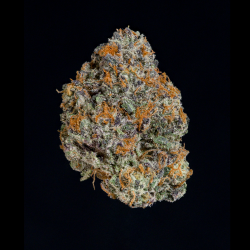 WIZARD TREES - POTION