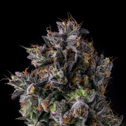 AZULCAR - NINE WEEKS HARVEST