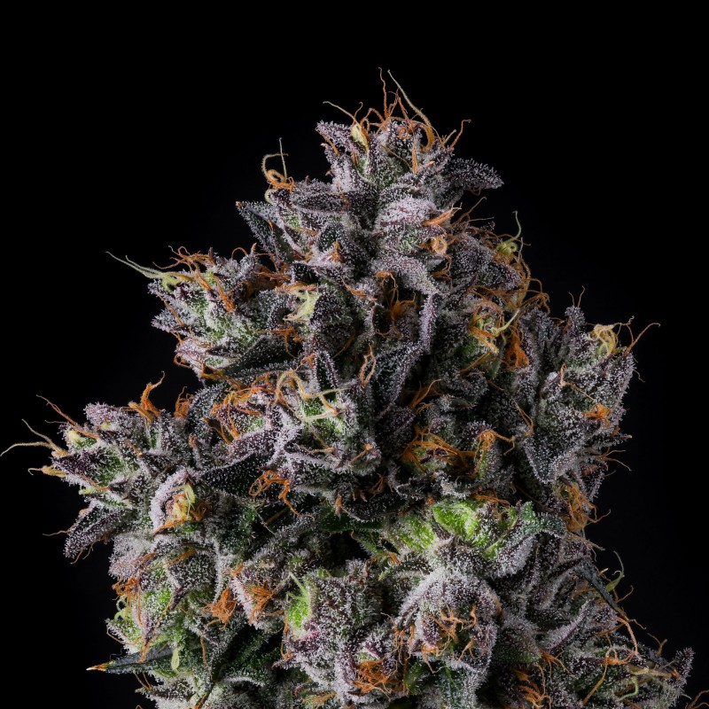 AZULCAR - NINE WEEKS HARVEST