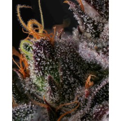 AZULCAR - NINE WEEKS HARVEST