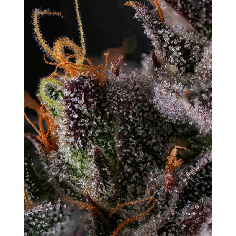 AZULCAR - NINE WEEKS HARVEST