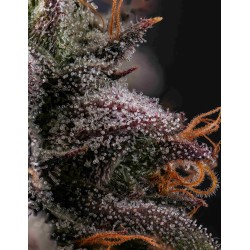 AZULCAR - NINE WEEKS HARVEST