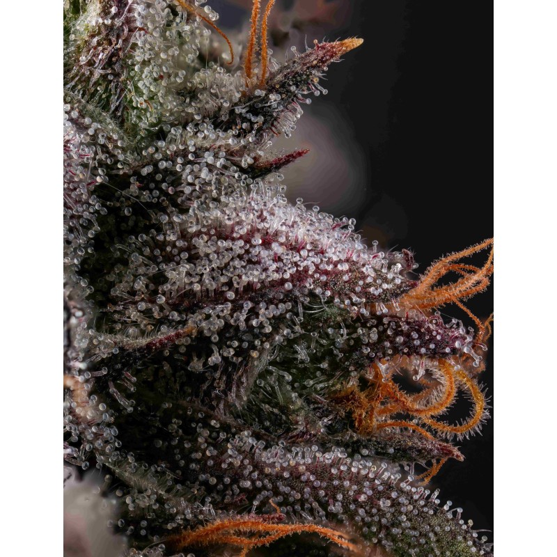 AZULCAR - NINE WEEKS HARVEST