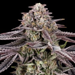 MONACO - NINE WEEKS HARVEST