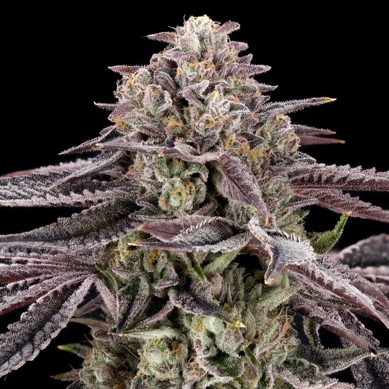 MONACO - NINE WEEKS HARVEST