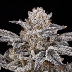 ZORROZ 2.0 - NINE WEEKS HARVEST