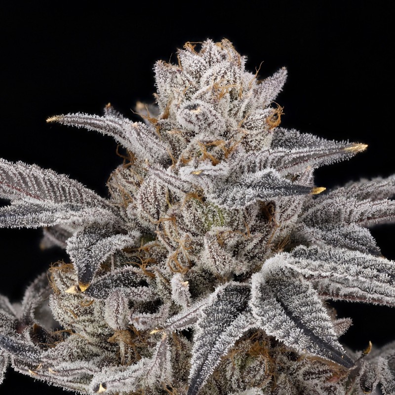 ZORROZ 2.0 - NINE WEEKS HARVEST