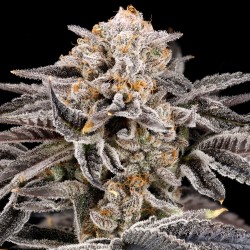ZORROZ 2.0 - NINE WEEKS HARVEST