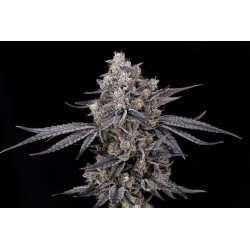 AZULCAR S1 - NINE WEEKS HARVEST