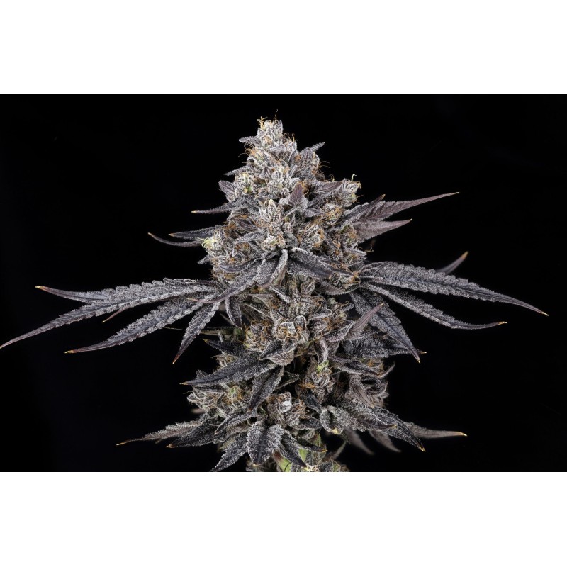 AZULCAR S1 - NINE WEEKS HARVEST
