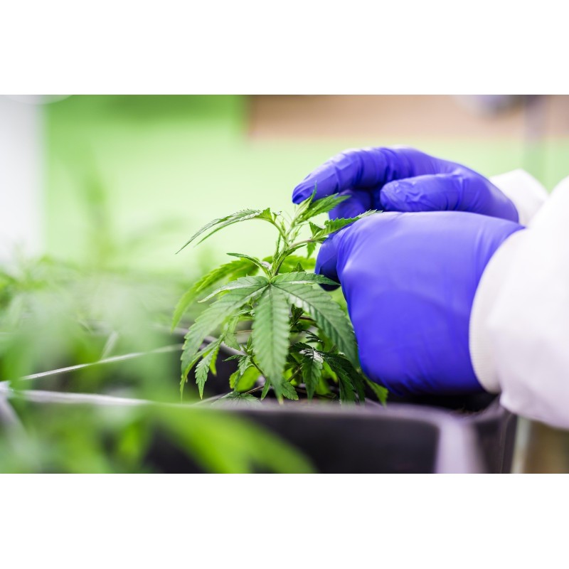 Corso Professionisti – Management Agroindustriale: Competenze Avanzate