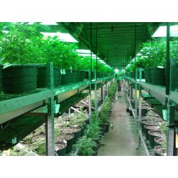 Corso Base – Fisiologia Vegetale della Canapa: Studio a 360°