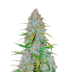 Californian Snow Auto Fast Buds