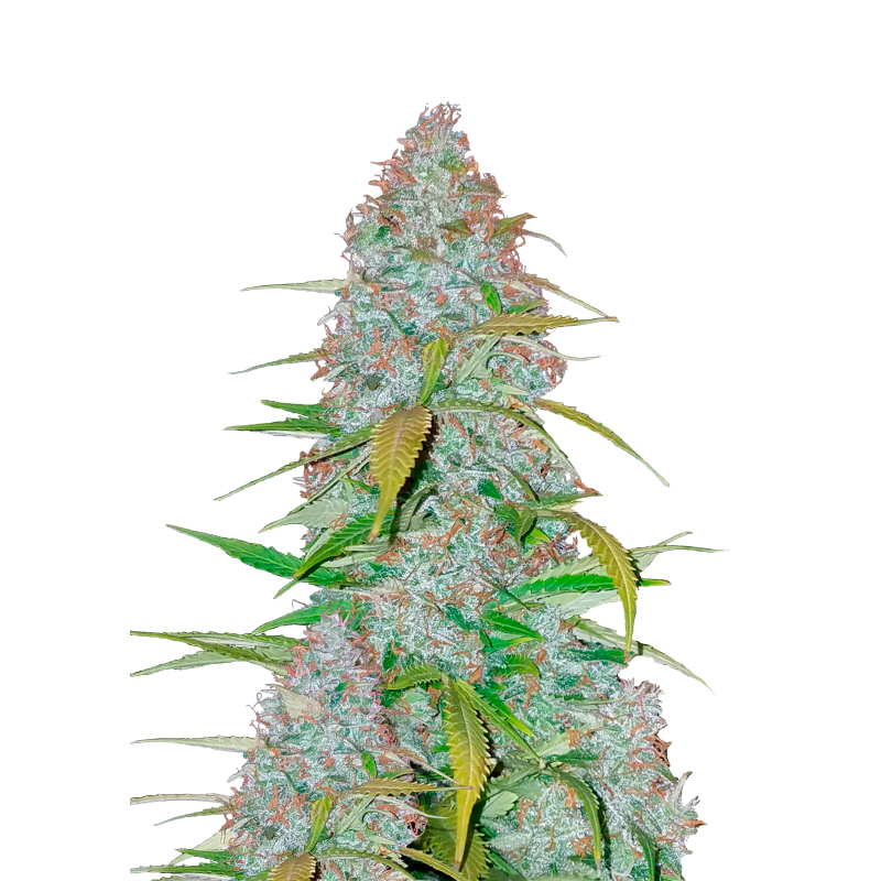 Californian Snow Auto Fast Buds