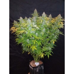 Californian Snow Auto Fast Buds immagine 2