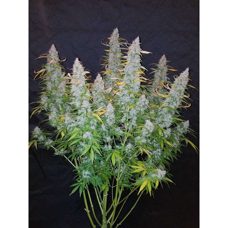 Californian Snow Auto Fast Buds immagine 3