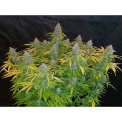 Californian Snow Auto Fast Buds immagine 4