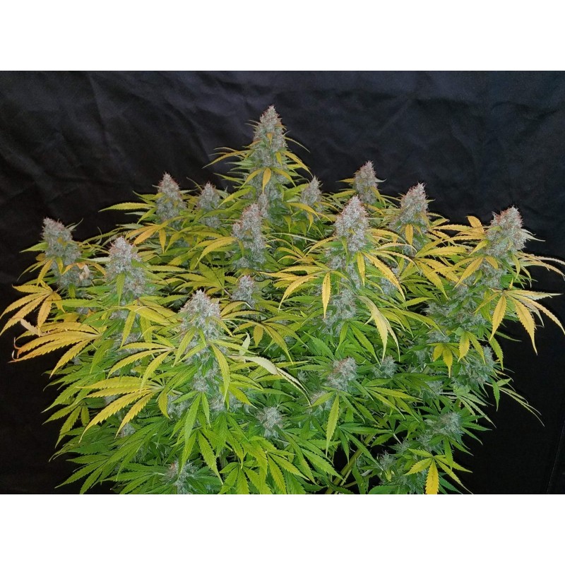 Californian Snow Auto Fast Buds immagine 4