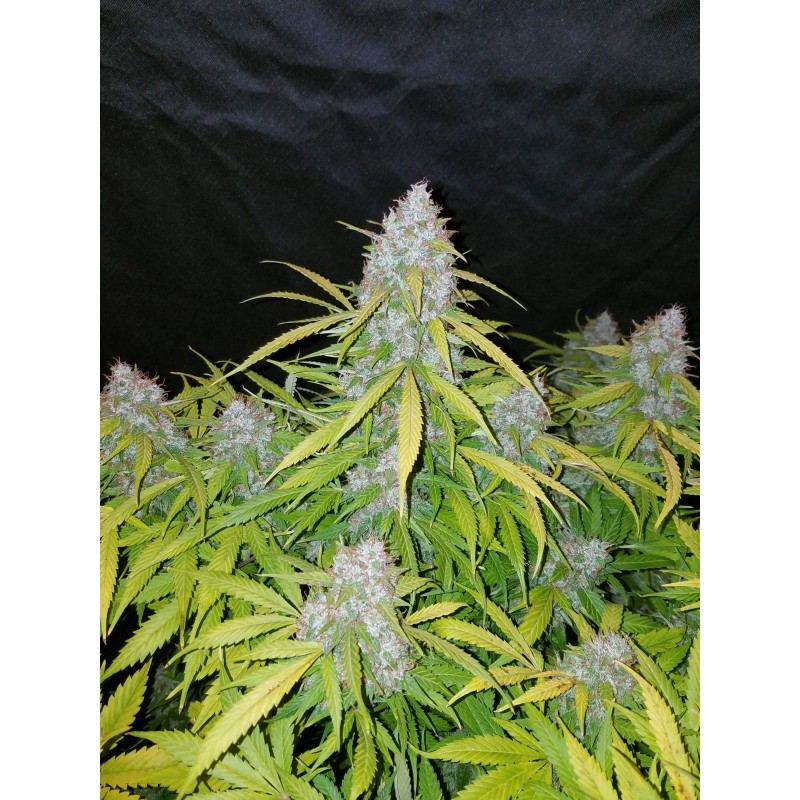 Californian Snow Auto Fast Buds immagine 5