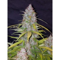 Californian Snow Auto Fast Buds immagine 6
