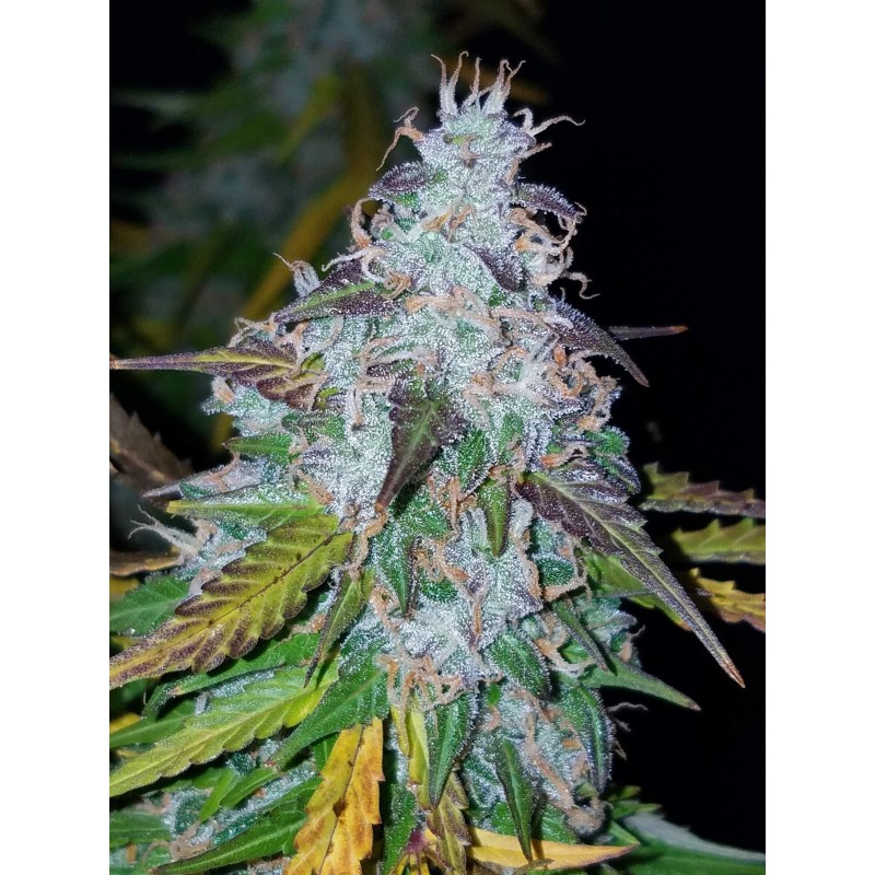 Californian Snow Auto Fast Buds immagine 7