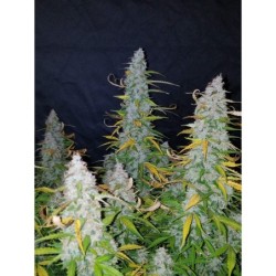 Californian Snow Auto Fast Buds immagine 8