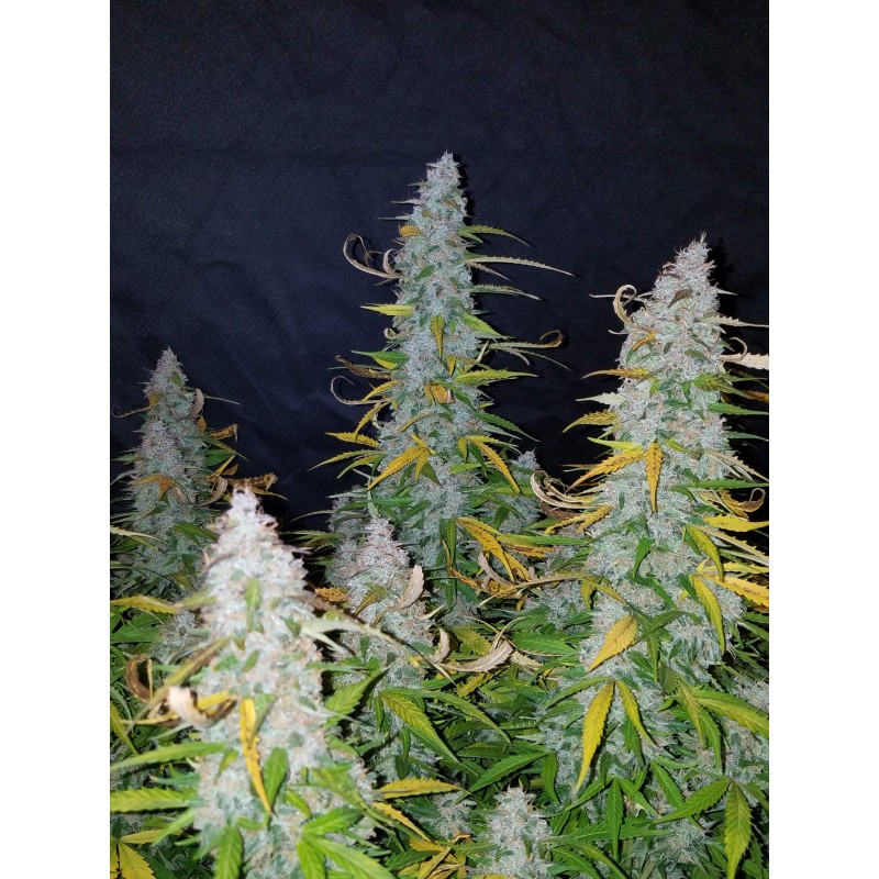Californian Snow Auto Fast Buds immagine 8