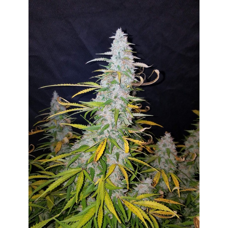 Californian Snow Auto Fast Buds immagine 9